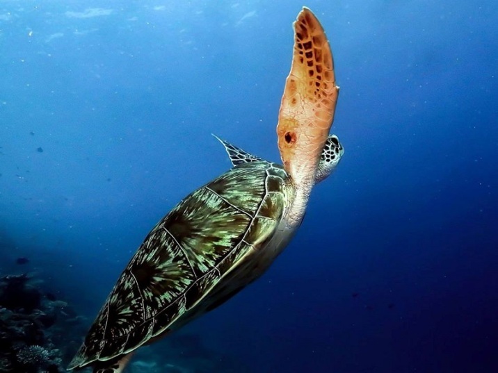 Tauchen-Malediven-Fihalhohi-AeolusDiveCenter-Schildkröte
